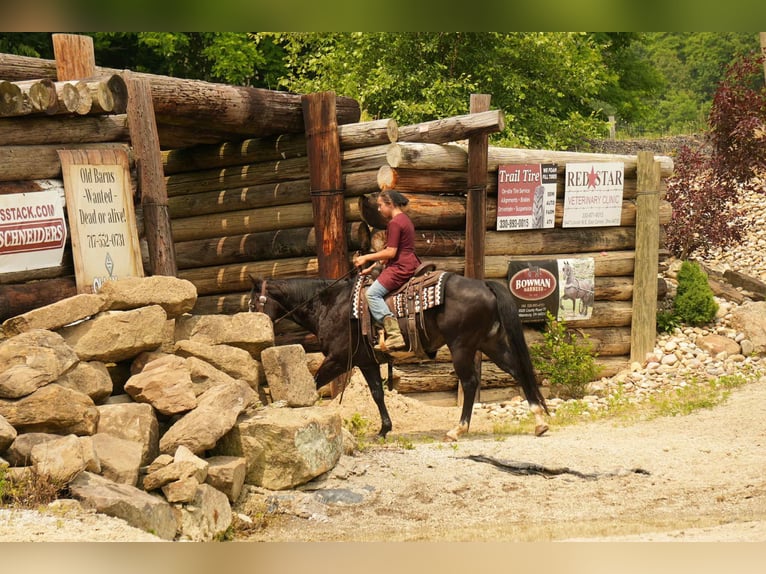 Paint Horse Caballo castrado 5 años 150 cm Overo-todas las-capas in Fresno, OH