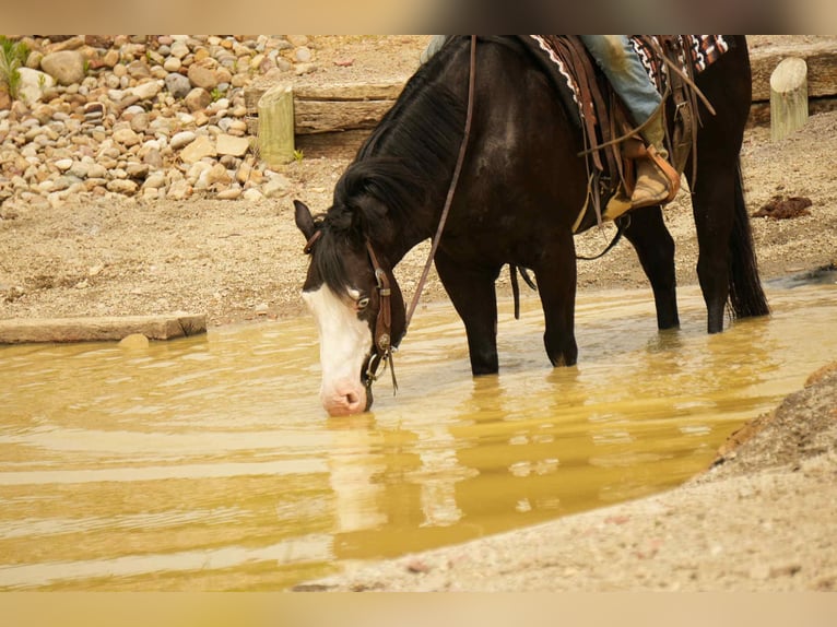 Paint Horse Caballo castrado 5 años 150 cm Overo-todas las-capas in Fresno, OH