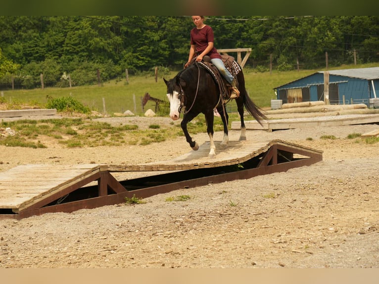 Paint Horse Caballo castrado 5 años 150 cm Overo-todas las-capas in Fresno, OH