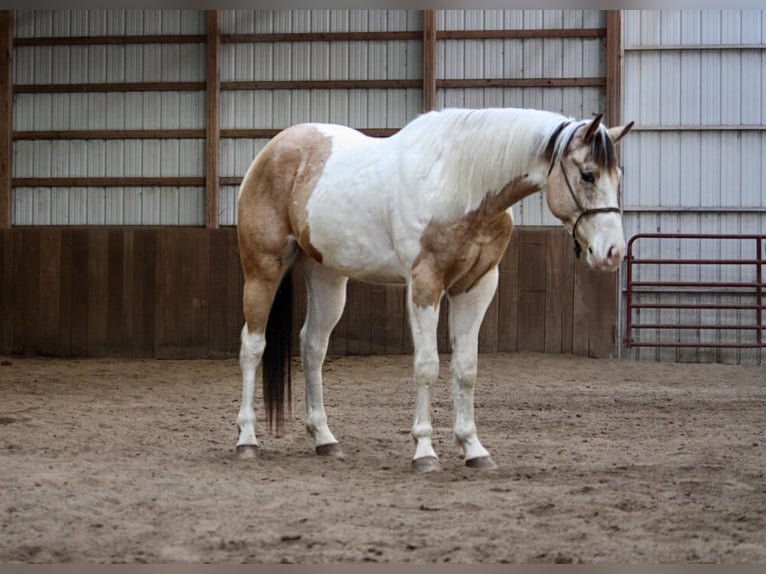 Paint Horse Caballo castrado 5 años 152 cm Buckskin/Bayo in North JUdson, IN