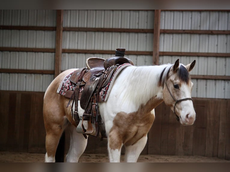 Paint Horse Caballo castrado 5 años 152 cm Buckskin/Bayo in North JUdson, IN