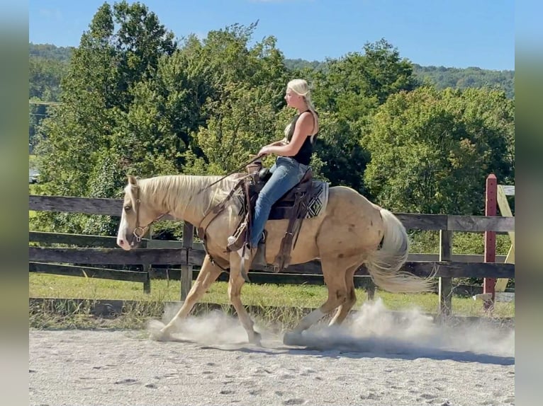 Paint Horse Caballo castrado 5 años 152 cm Palomino in Narvon
