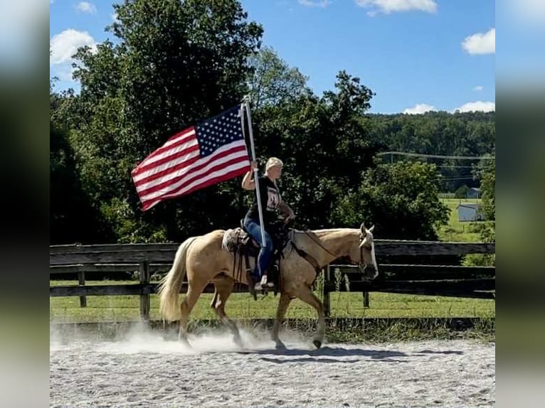 Paint Horse Caballo castrado 5 años 152 cm Palomino in Narvon