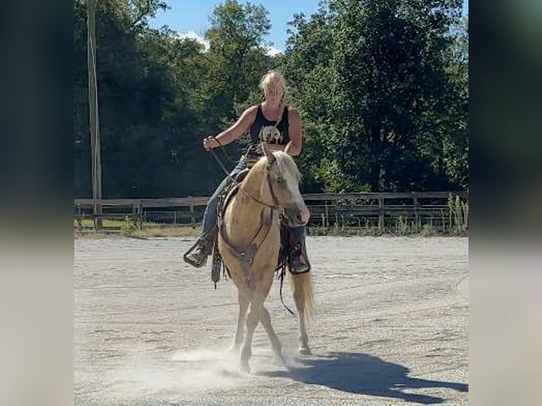Paint Horse Caballo castrado 5 años 152 cm Palomino in Narvon