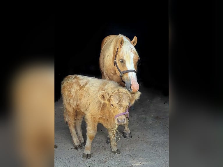 Paint Horse Caballo castrado 5 años 152 cm Palomino in Narvon