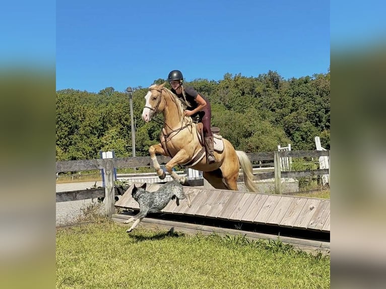 Paint Horse Caballo castrado 5 años 152 cm Palomino in Narvon