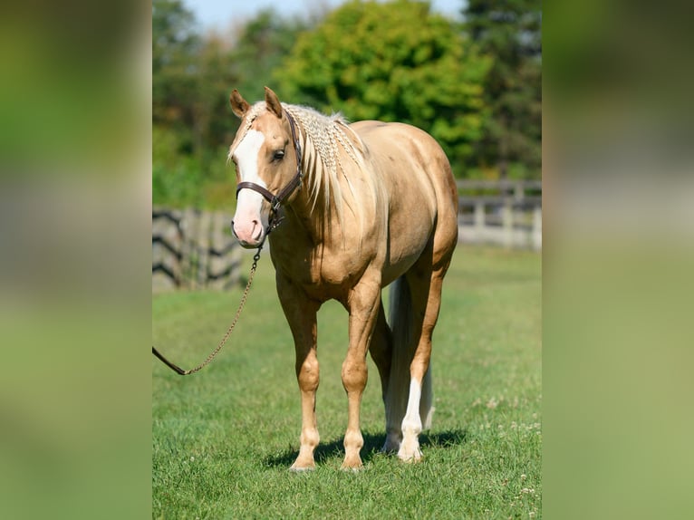 Paint Horse Caballo castrado 5 años 152 cm Palomino in Narvon
