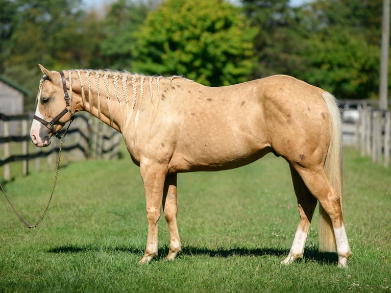 Paint Horse Caballo castrado 5 años 152 cm Palomino in Narvon