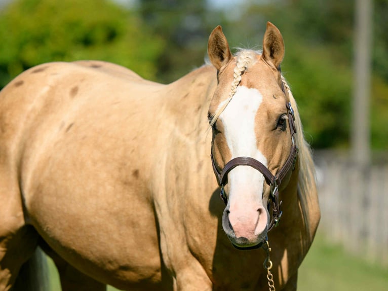 Paint Horse Caballo castrado 5 años 152 cm Palomino in Narvon