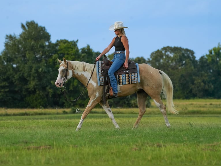 Paint Horse Caballo castrado 5 años 152 cm Palomino in Terrell