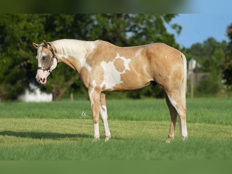 Paint Horse Caballo castrado 5 años 152 cm Palomino in Terrell