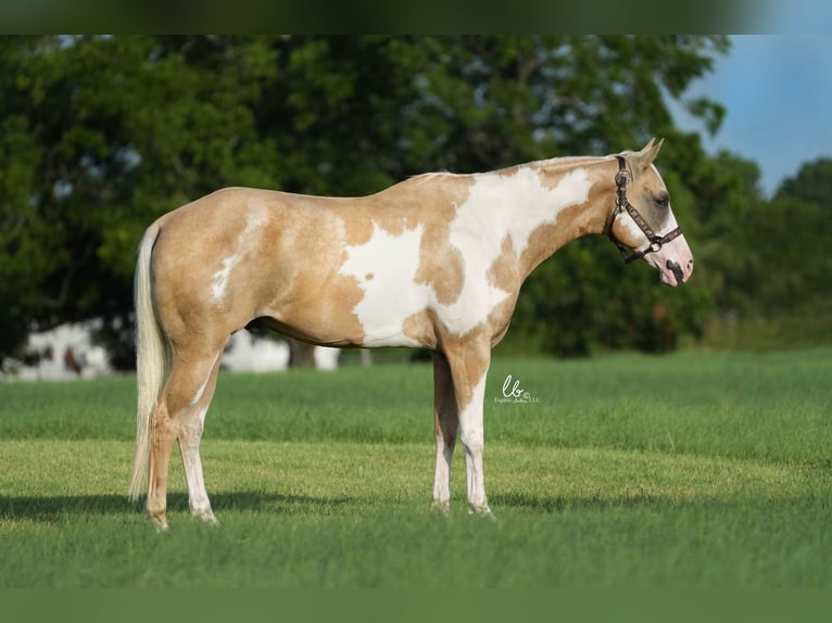 Paint Horse Caballo castrado 5 años 152 cm Palomino in Terrell