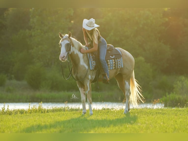 Paint Horse Caballo castrado 5 años 152 cm Palomino in Terrell