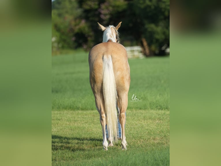 Paint Horse Caballo castrado 5 años 152 cm Palomino in Terrell