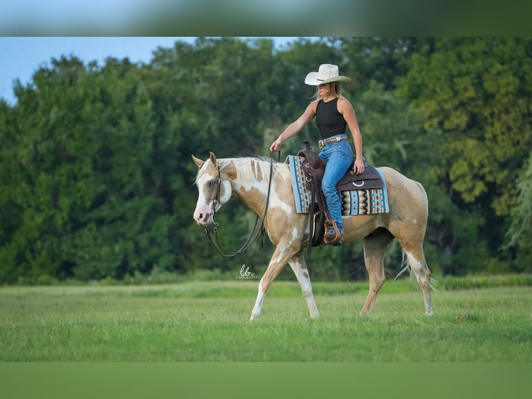 Paint Horse Caballo castrado 5 años 152 cm Palomino in Terrell