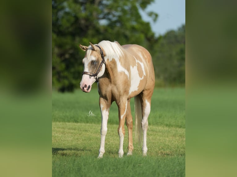 Paint Horse Caballo castrado 5 años 152 cm Palomino in Terrell