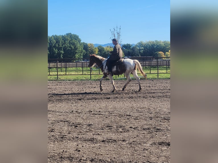 Paint Horse Mestizo Caballo castrado 5 años 152 cm Tobiano-todas las-capas in Blackfoot