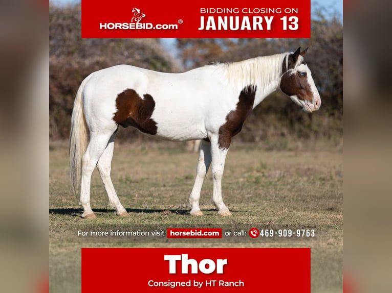 Paint Horse Caballo castrado 5 años 152 cm Tobiano-todas las-capas in Poolville, TX