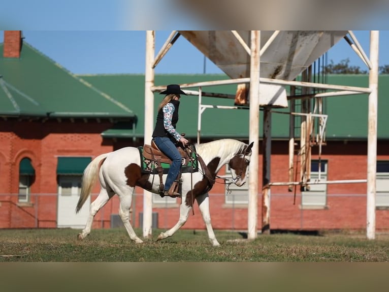 Paint Horse Caballo castrado 5 años 152 cm Tobiano-todas las-capas in Poolville, TX