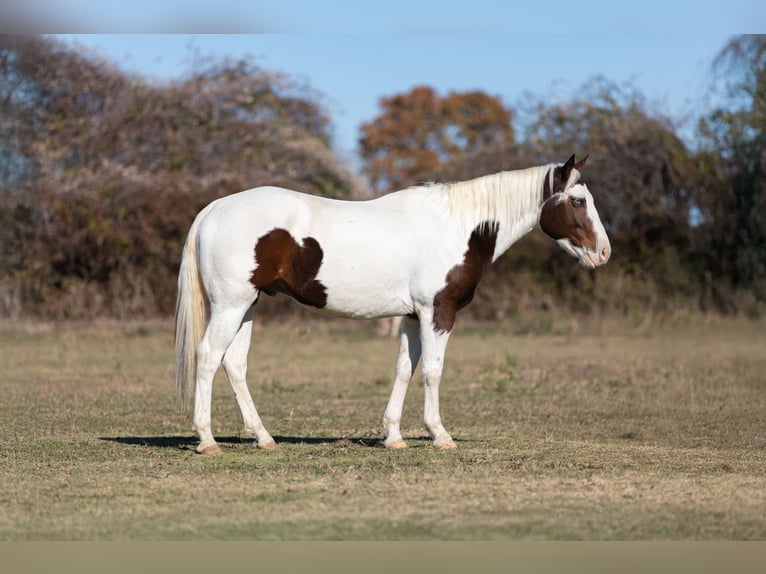 Paint Horse Caballo castrado 5 años 152 cm Tobiano-todas las-capas in Poolville, TX