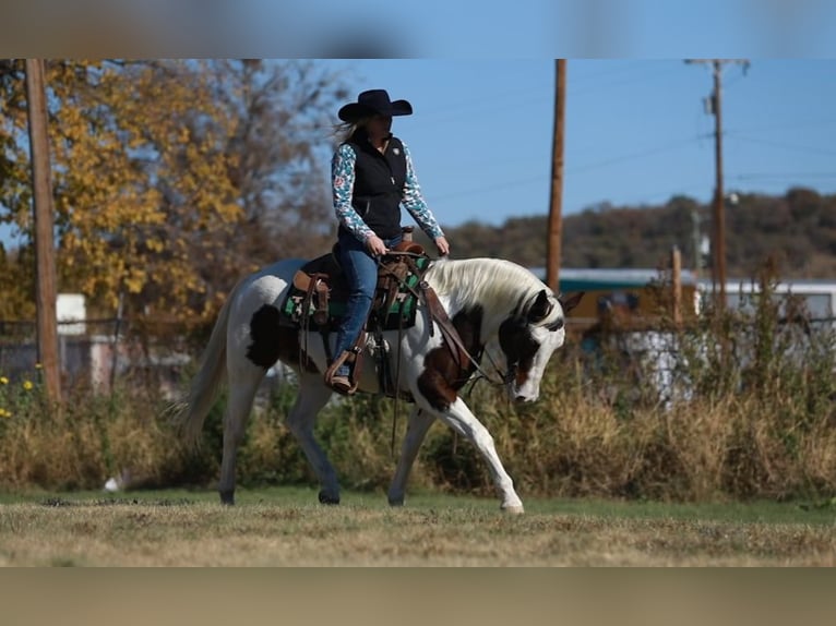 Paint Horse Caballo castrado 5 años 152 cm Tobiano-todas las-capas in Poolville, TX