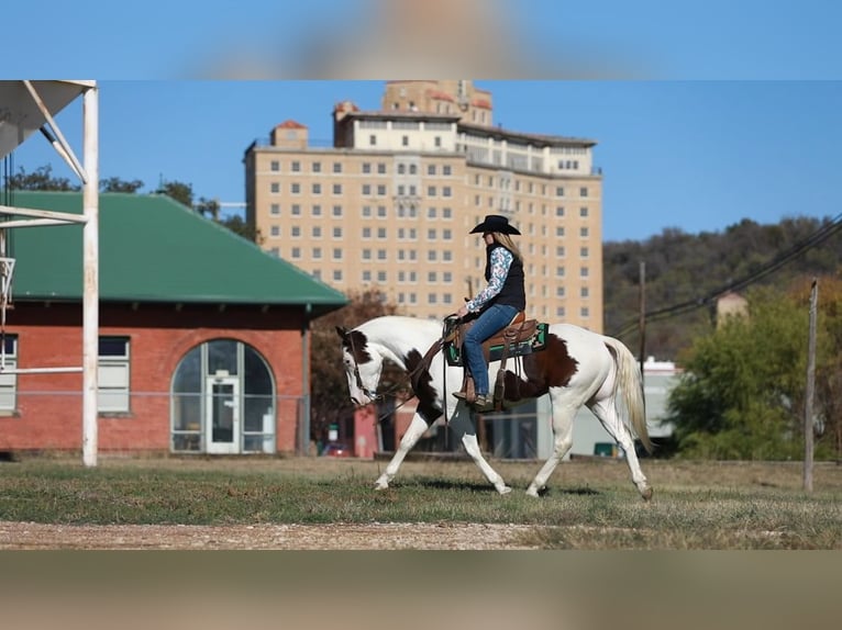 Paint Horse Caballo castrado 5 años 152 cm Tobiano-todas las-capas in Poolville, TX