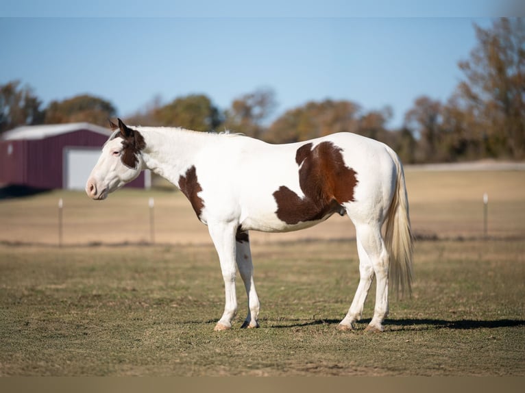 Paint Horse Caballo castrado 5 años 152 cm Tobiano-todas las-capas in Poolville, TX