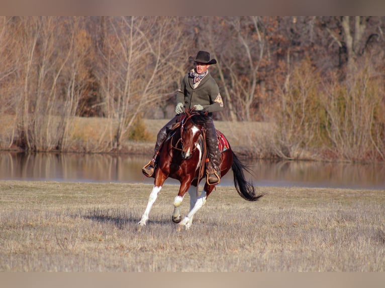 Paint Horse Caballo castrado 5 años 152 cm Tobiano-todas las-capas in Baxter Springs, KS