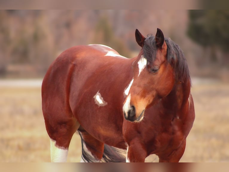 Paint Horse Caballo castrado 5 años 152 cm Tobiano-todas las-capas in Baxter Springs, KS