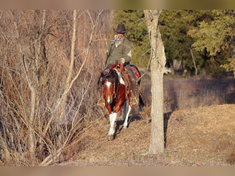 Paint Horse Caballo castrado 5 años 152 cm Tobiano-todas las-capas in Baxter Springs, KS