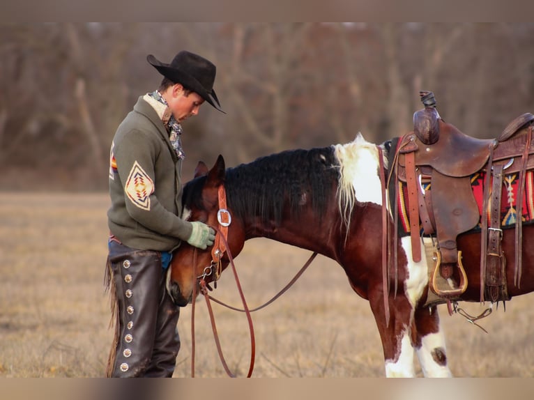 Paint Horse Caballo castrado 5 años 152 cm Tobiano-todas las-capas in Baxter Springs, KS