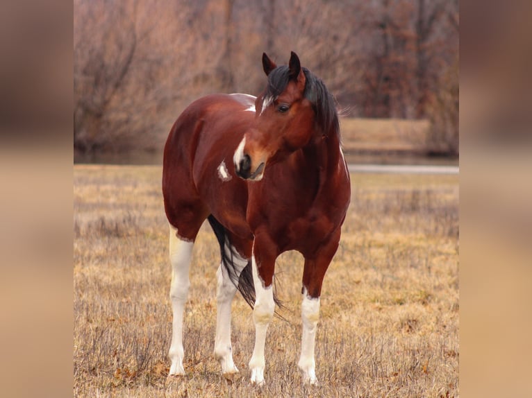 Paint Horse Caballo castrado 5 años 152 cm Tobiano-todas las-capas in Baxter Springs, KS