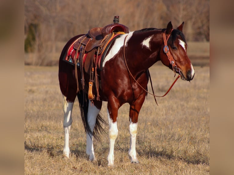 Paint Horse Caballo castrado 5 años 152 cm Tobiano-todas las-capas in Baxter Springs, KS