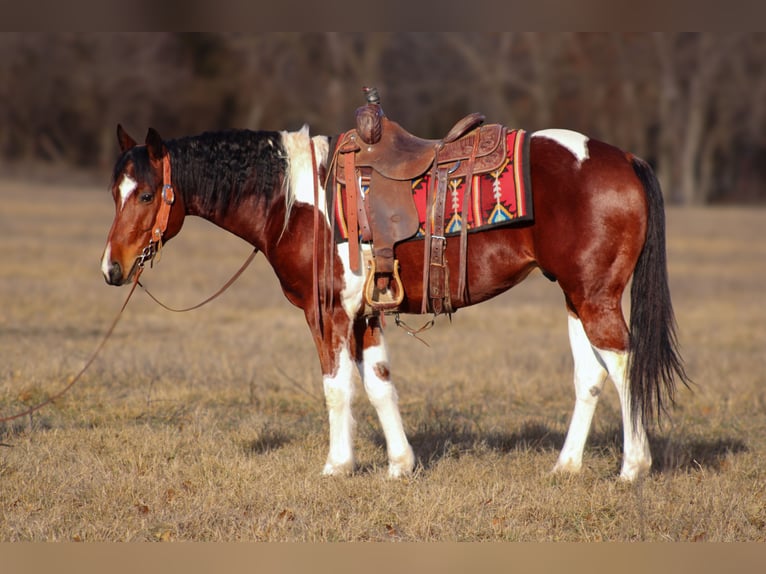 Paint Horse Caballo castrado 5 años 152 cm Tobiano-todas las-capas in Baxter Springs, KS