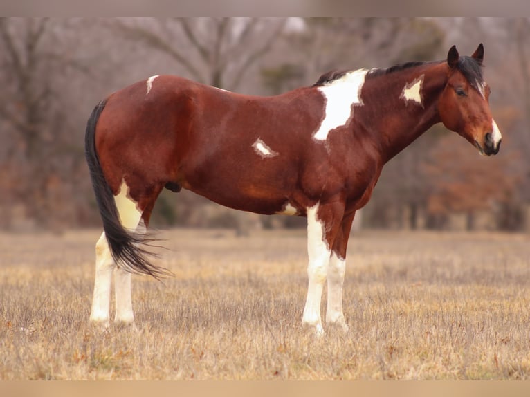 Paint Horse Caballo castrado 5 años 152 cm Tobiano-todas las-capas in Baxter Springs, KS