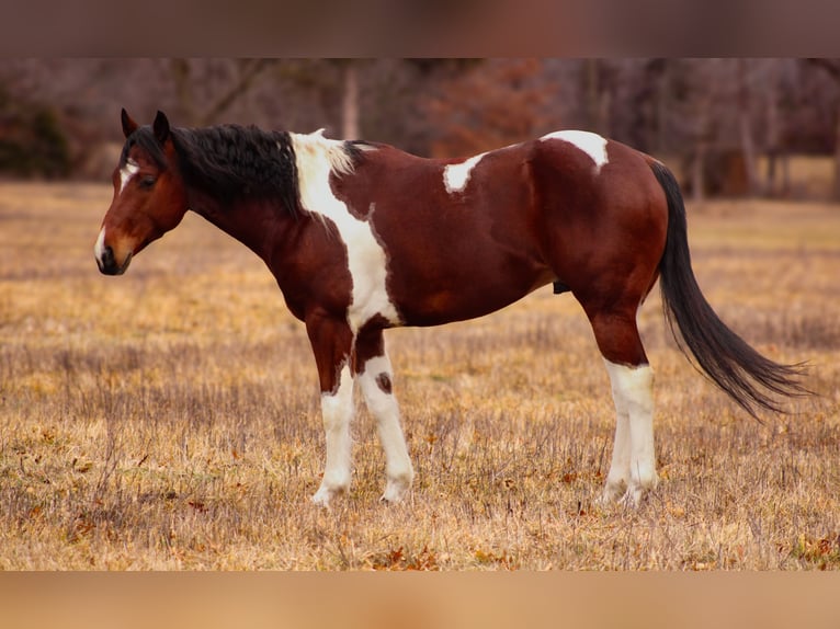 Paint Horse Caballo castrado 5 años 152 cm Tobiano-todas las-capas in Baxter Springs, KS