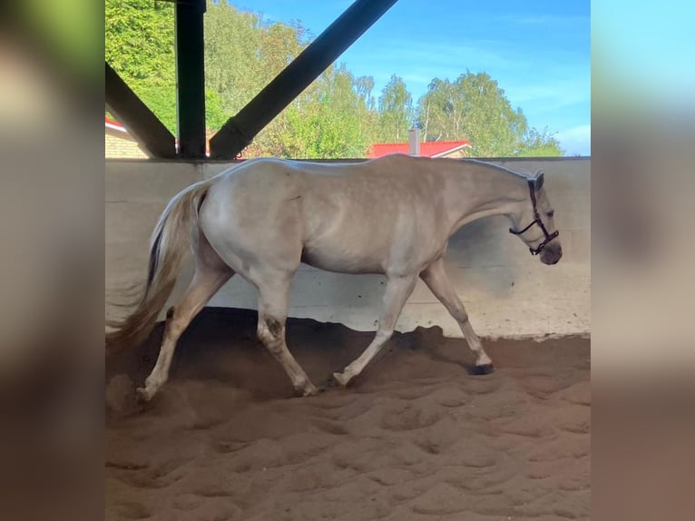 Paint Horse Caballo castrado 5 años 153 cm Champán in KirchnüchelMalente