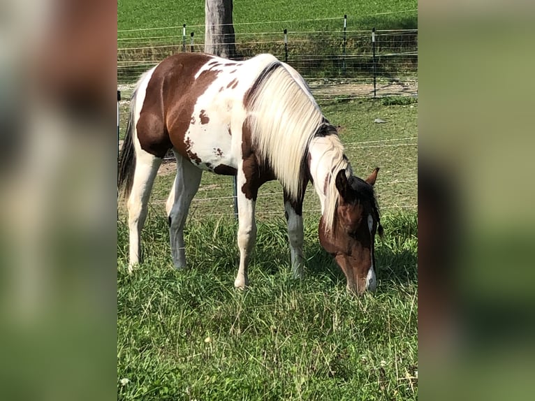 Paint Horse Caballo castrado 5 años 155 cm Tobiano-todas las-capas in WerfenauTarsdorf