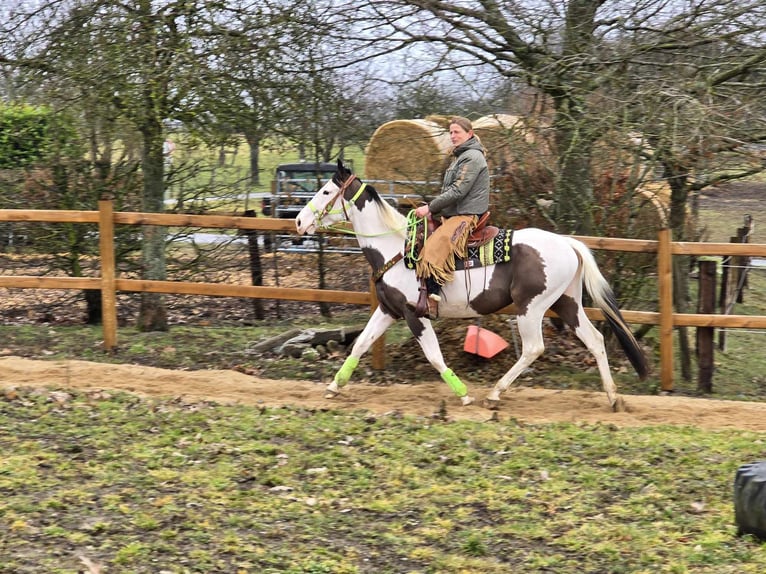 Paint Horse Caballo castrado 5 años 155 cm Tovero-todas las-capas in Linkenbach