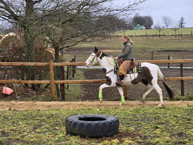 Paint Horse Caballo castrado 5 años 155 cm Tovero-todas las-capas in Linkenbach