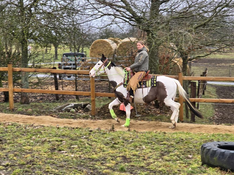 Paint Horse Caballo castrado 5 años 155 cm Tovero-todas las-capas in Linkenbach