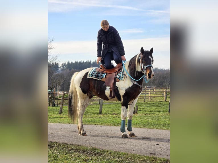 Paint Horse Caballo castrado 5 años 156 cm Pío in Linkenbach