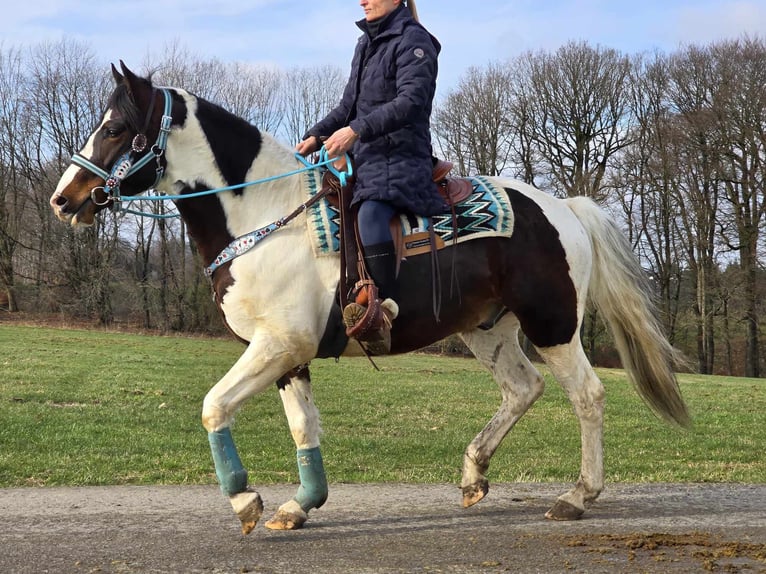 Paint Horse Caballo castrado 5 años 156 cm Pío in Linkenbach