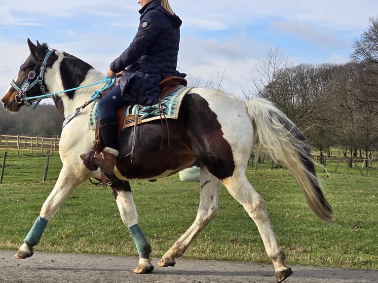 Paint Horse Caballo castrado 5 años 156 cm Pío in Linkenbach