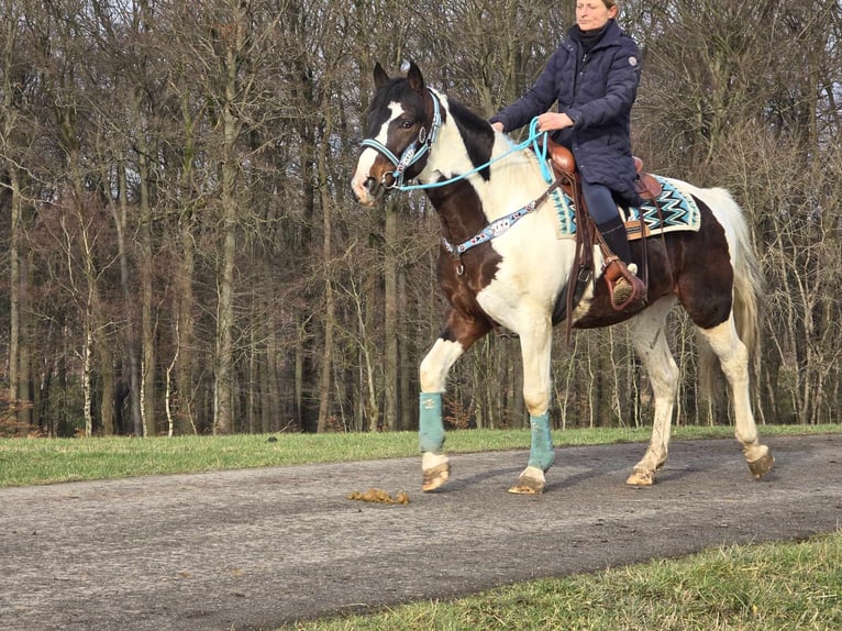 Paint Horse Caballo castrado 5 años 156 cm Pío in Linkenbach