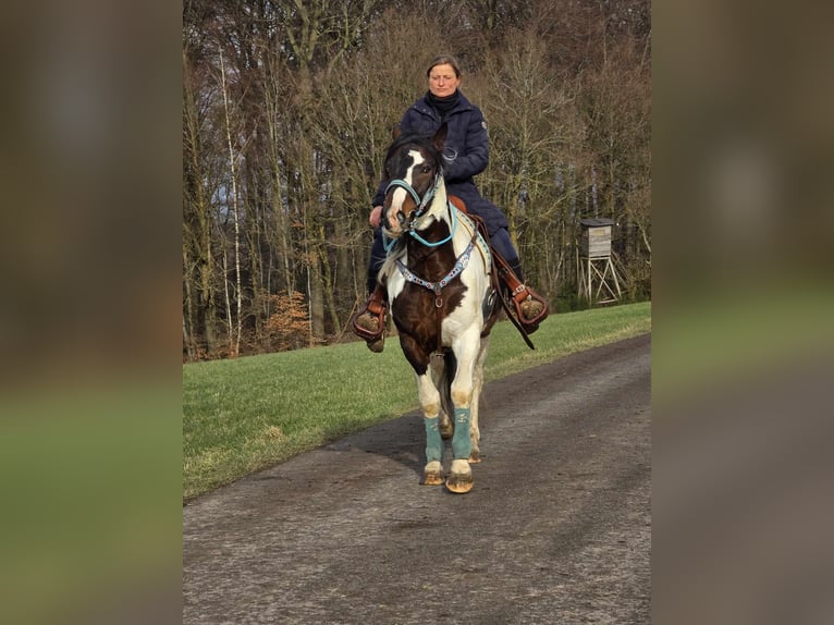 Paint Horse Caballo castrado 5 años 156 cm Pío in Linkenbach