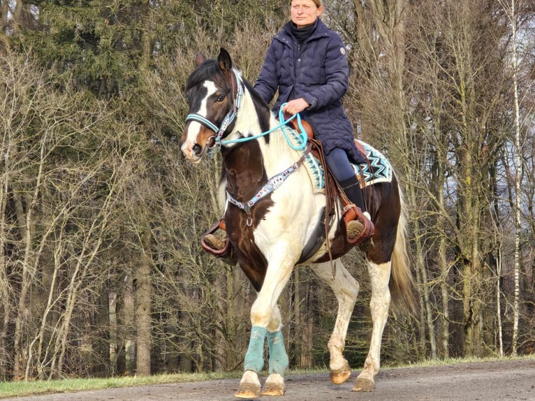 Paint Horse Caballo castrado 5 años 156 cm Pío in Linkenbach