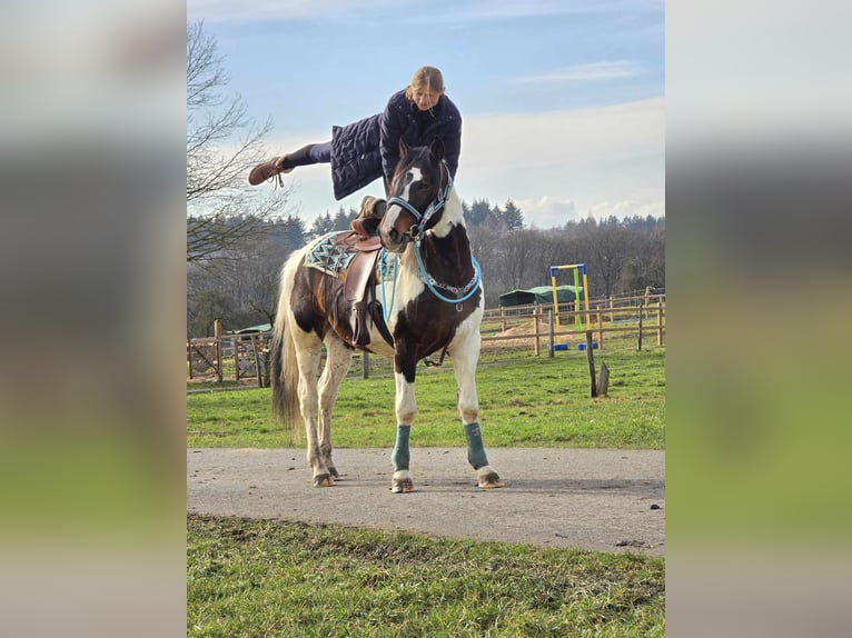 Paint Horse Caballo castrado 5 años 156 cm Pío in Linkenbach