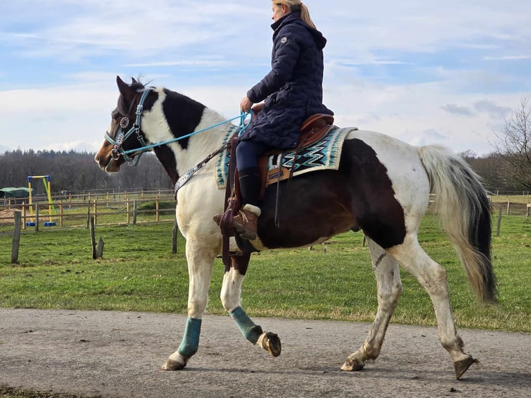 Paint Horse Caballo castrado 5 años 156 cm Pío in Linkenbach