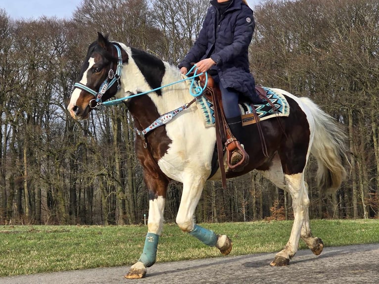 Paint Horse Caballo castrado 5 años 156 cm Pío in Linkenbach